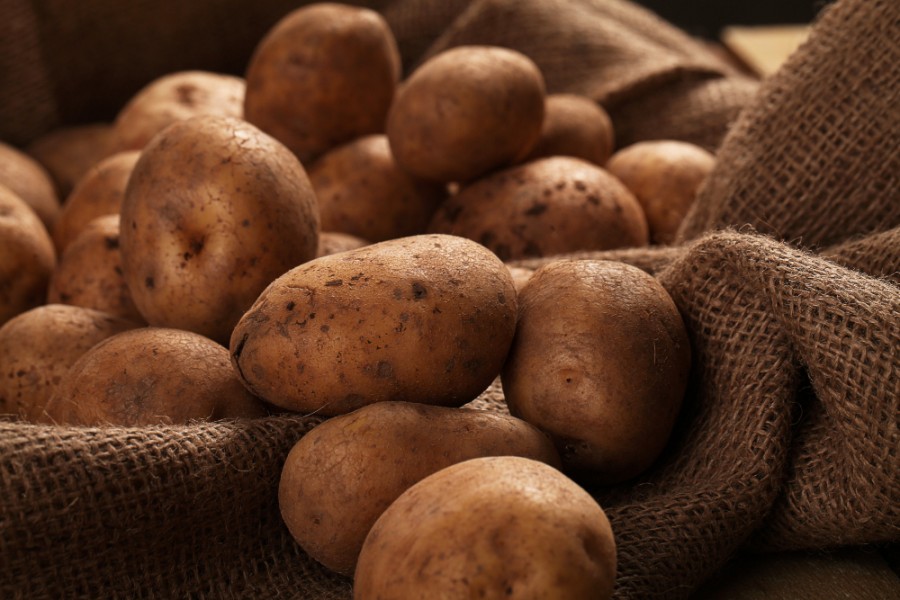 średnio wczesne odmiana jadalna ziemniaków